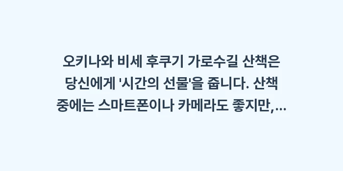 오키나와 비세 후쿠기 가로수길 산책: 오키나와 비세 후쿠기 가로수... (1)